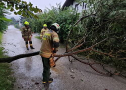 //EINSATZ// Baum umgestürzt