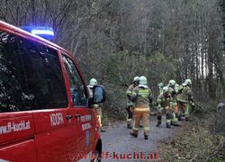 Baumwurf durch Föhnsturm