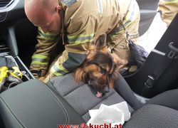 Rettung eines Hundes ...