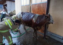 Tierrettung - Kuh in Jauchegrube