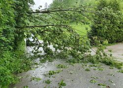 Baum über Straße